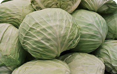 Cabbage