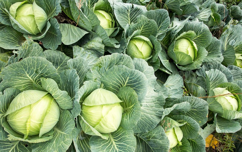 Cabbage