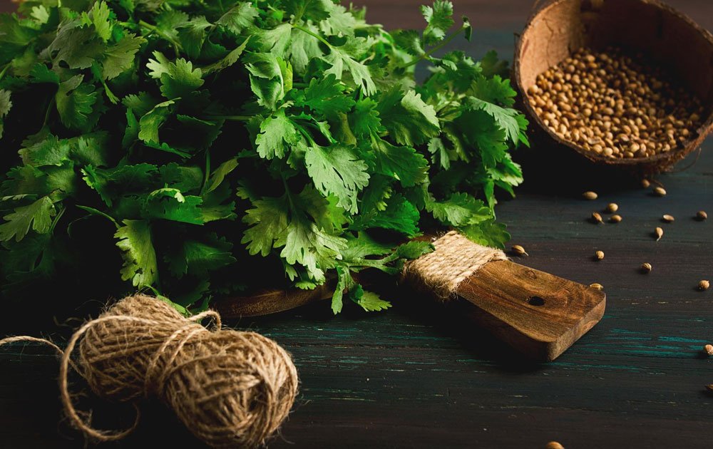Coriander