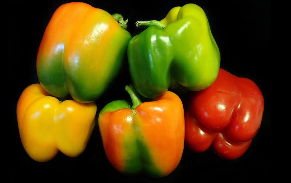 Capsicum
